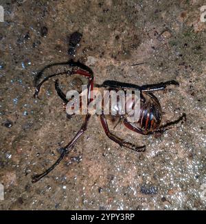Caliper beetle (Golofa porteri Stock Photo - Alamy