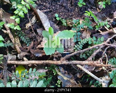 Pigeonwood (Hedycarya arborea) Stock Photo