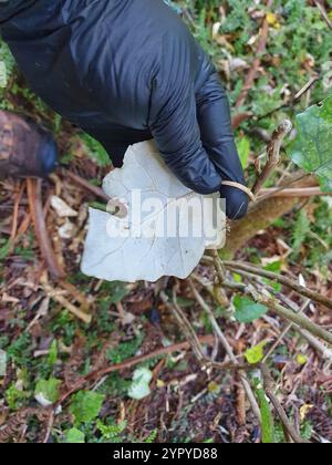 Rangiora (Brachyglottis repanda Stock Photo - Alamy