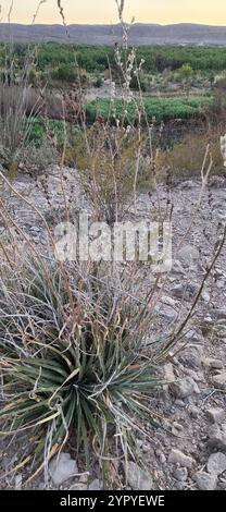 Texas False Agave (Hechtia texensis) Stock Photo