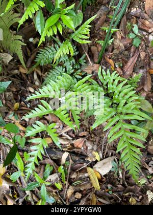 Semi-pinnated Brake (Pteris semipinnata) Stock Photo