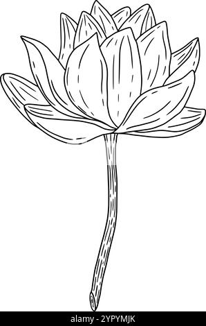 This is a beautifully handdrawn lotus flower, making it perfect for all naturethemed designs and decor styles. Hand drawn vector black-and-white graphics in line art for printed materials, interiors and more.  Stock Vector
