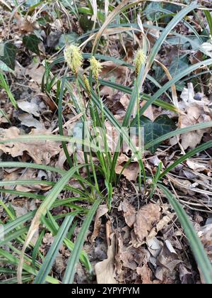Rare Spring-sedge (Carex ericetorum Stock Photo - Alamy