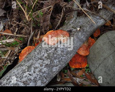 Southern Cinnabar Polypore (Trametes coccinea) Stock Photo