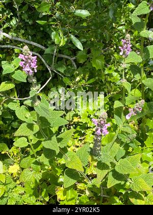 California Hedge Nettle (Stachys bullata) Stock Photo