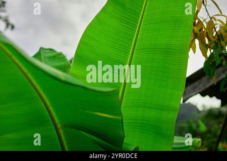 Close-up view of green banana leaf growing on plant against sky Stock Photo