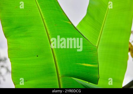 Close-up view of green banana leaf growing on plant against sky Stock Photo