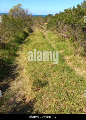 Kikuyu Grass (Cenchrus clandestinus) Stock Photo