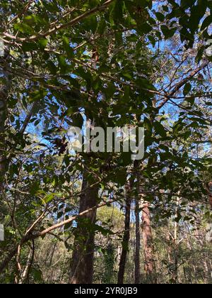 Cheese Tree (Glochidion ferdinandi Stock Photo - Alamy