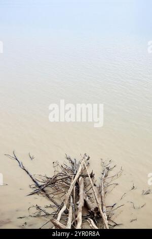 Dead Trees and wooden branches from UAE dams Stock Photo - Alamy