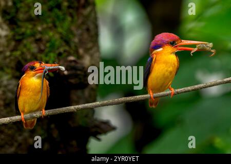 The image of Oriental Dwarf Kingfisher  (Ceyx erithaca), was taken in Raigad, Maharashtra, India. Stock Photo