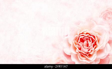 Horizontal banner with rose of pink color and grunge texture of the old paper. Copy space for text. Mock up template. Can be used for wallpaper, weddi Stock Photo