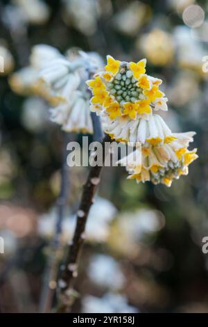 Edgeworthia chrysantha, paperbush, yellow flowers in late winter Stock Photo