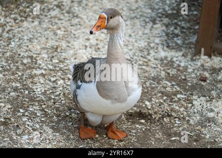 Grey and white goose stands on a wooden shavings on a farm against the background of the countryside Stock Photo
