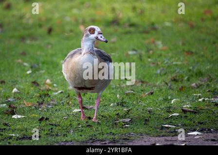 a close up portrait of an Egyptian goose, egyptian goose, Alopochen aegyptiaca, as it walks on grass towards the camera. Stock Photo