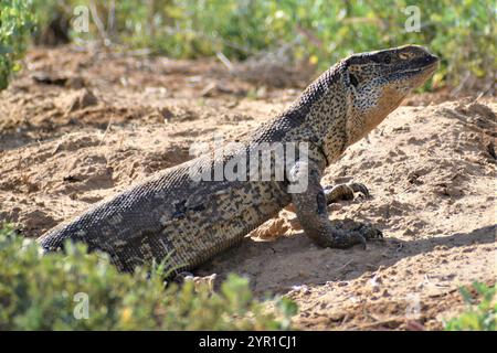 Rock monitor coming out of its tunnel Stock Photo