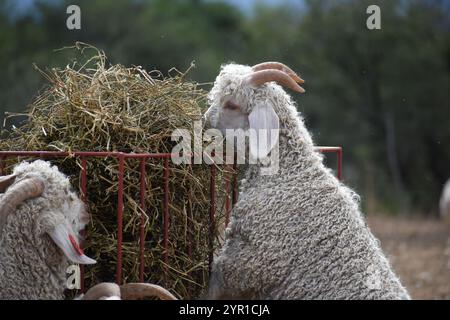 Angora goats feeding on hay Stock Photo