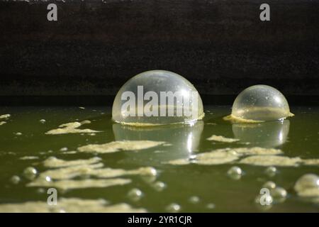Bubbles on the surface of a green, slimy pond Stock Photo