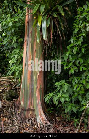 Rainbow Eucalyptus tree, Eucalyptus deglupta, Arenal Observatory botanical gardens, Costa Rica Stock Photo