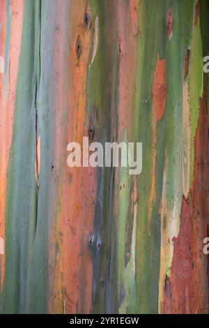 Rainbow Eucalyptus bark, Eucalyptus deglupta, Arenal Observatory botanical gardens, Costa Rica Stock Photo