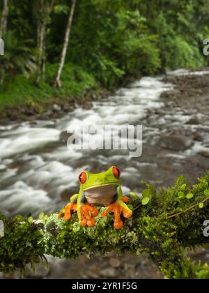 Red-eyed Tree Frog, Agalychnis callidryas, also known as the Red-eyed leaf Frog, on a tree branch with river and forest in the background, Costa Rica Stock Photo