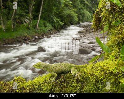 Neotropical Green Anole, Anolis biporcatus, also known as Giant Green Anole, on a tree branch with river and forest in the background, Costa Rica Stock Photo