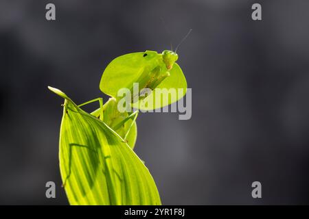 Leaf Mantis, Choeradodis sp., also known as Shield Mantis, Hood Mantis or Hooded Mantis, leaf shaped praying mantis, Costa Rica Stock Photo