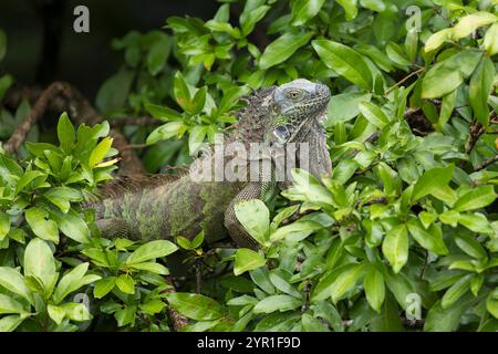 Female Green Iguana, Iguana iguana, also known as American Iguana or Common Green Iguana, in a tree, Costa Rica Stock Photo