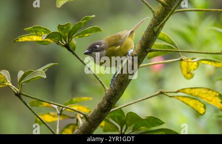 Common Chlorospingus, Chlorospingus flavopectus, also known as Common Bush-Tanager, Costa Rica Stock Photo