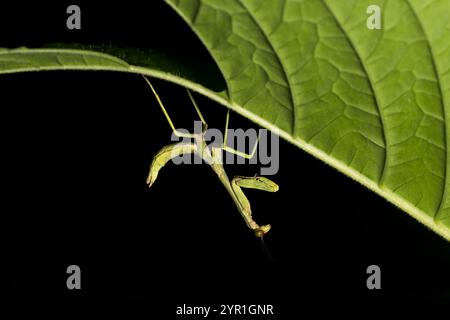 Praying Mantis, Stagmomantis sp., Costa Rica Stock Photo