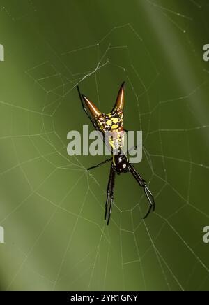 Spiny Orbweaver Spider, Micrathena brevipes, on its web, Costa Rica Stock Photo
