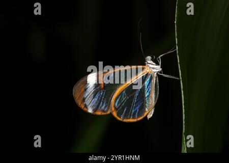 Costa Rica Clearwing butterfly, Greta oto, also known as Glasswing, Costa Rica Stock Photo