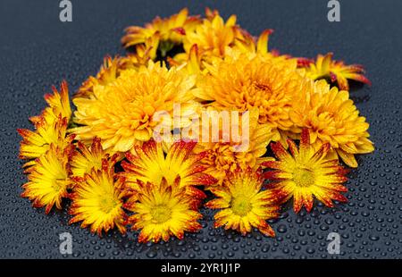 yellow chrysanthemums on a black background Stock Photo