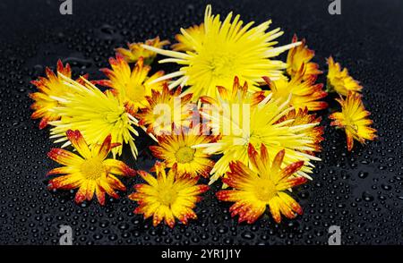 yellow chrysanthemums on a black background Stock Photo