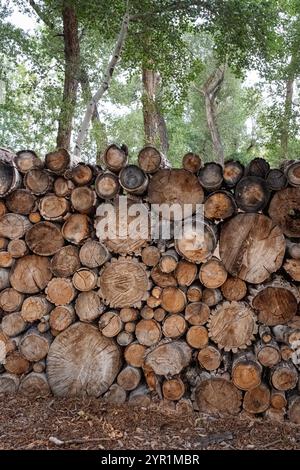A woodpile against tall trees. Stock Photo