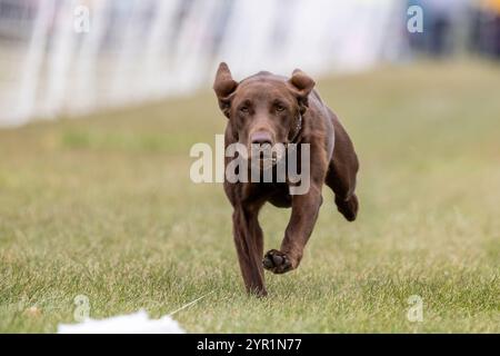 Chocolate Labrador Retriever Lab Running Lure Course Sprint Dog Sport Stock Photo