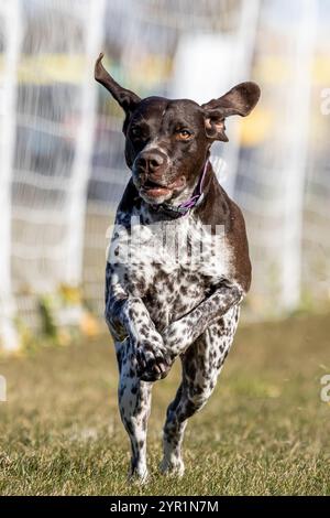 German Shorthaired Pointer Running Lure Course Sprint Dog Sport Stock Photo