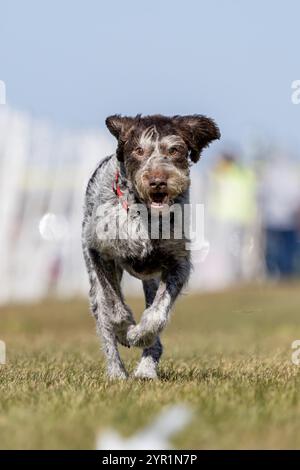 German Wirehaired Pointer Running Lure Course Sprint Dog Sport Stock Photo