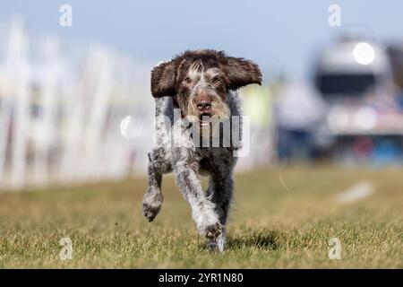 German Wirehaired Pointer Running Lure Course Sprint Dog Sport Stock Photo