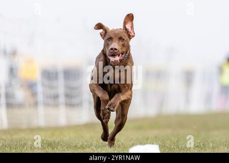 Chocolate Labrador Retriever Lab Running Lure Course Sprint Dog Sport Stock Photo