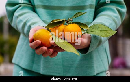 Woman holding fresh mandarins with leaves close-up Stock Photo