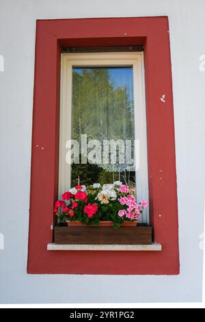 window box filled with red and white Impatiens flowers with window ...