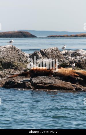 Sea lions resting on rocky outcrops surrounded by birds and calm Stock Photo