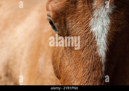 Close-up of a chestnut horse’s eye and white blaze in sunlight Stock Photo