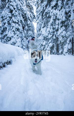 happy dog enjoying big snow in the mountains Stock Photo
