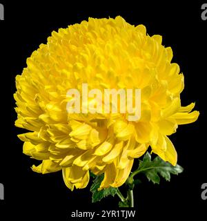 Yellow Chrysanthemum on black Background Stock Photo