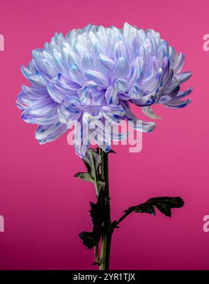 Violet and White Chrysanthemum with Water Droplets on pink background Stock Photo