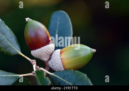 Detail of two oak acorns (Quercus ilex) Stock Photo
