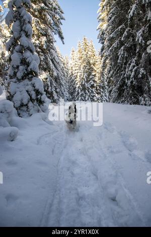 happy dog enjoying big snow in the mountains Stock Photo