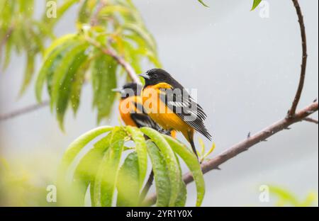 Pair of Baltimore Orioles, Icterus galbula, Costa Rica Stock Photo
